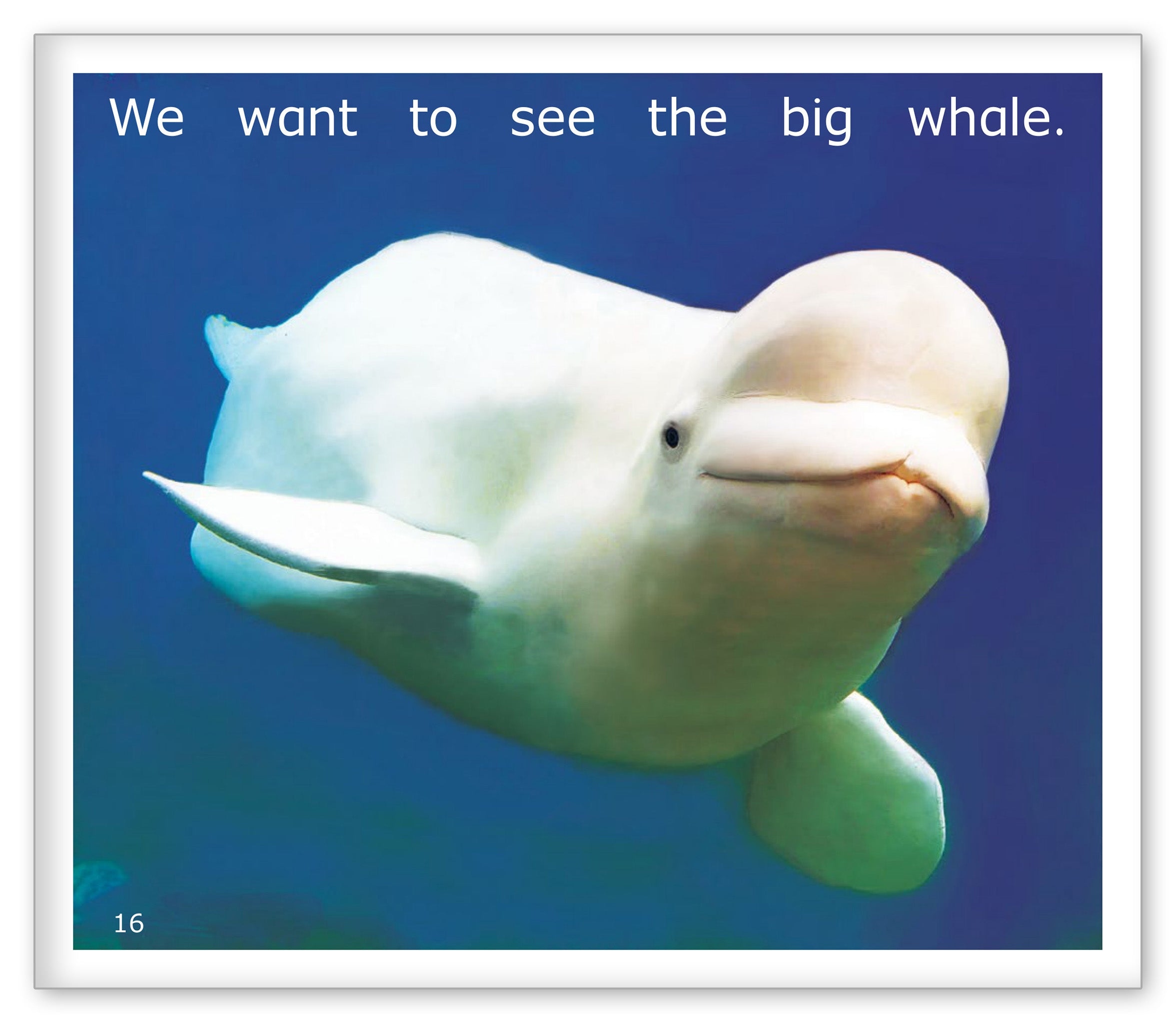 The Aquarium
