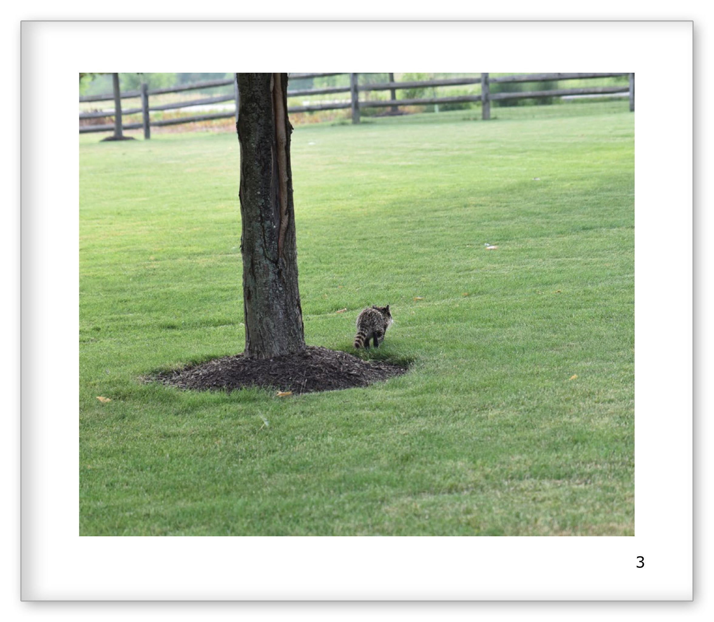 The Little Raccoon in My Yard