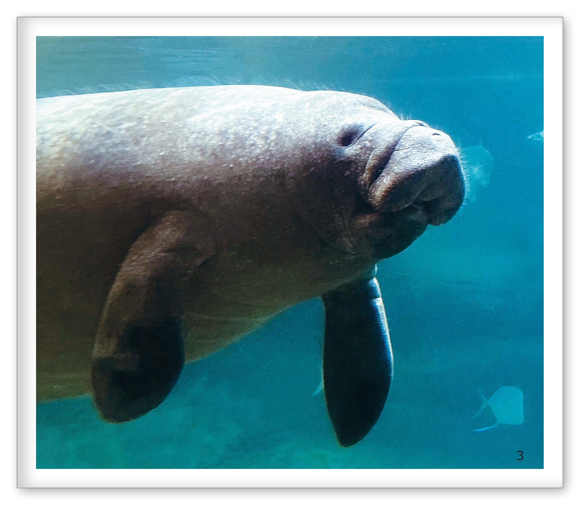 The Manatee at the Aquarium