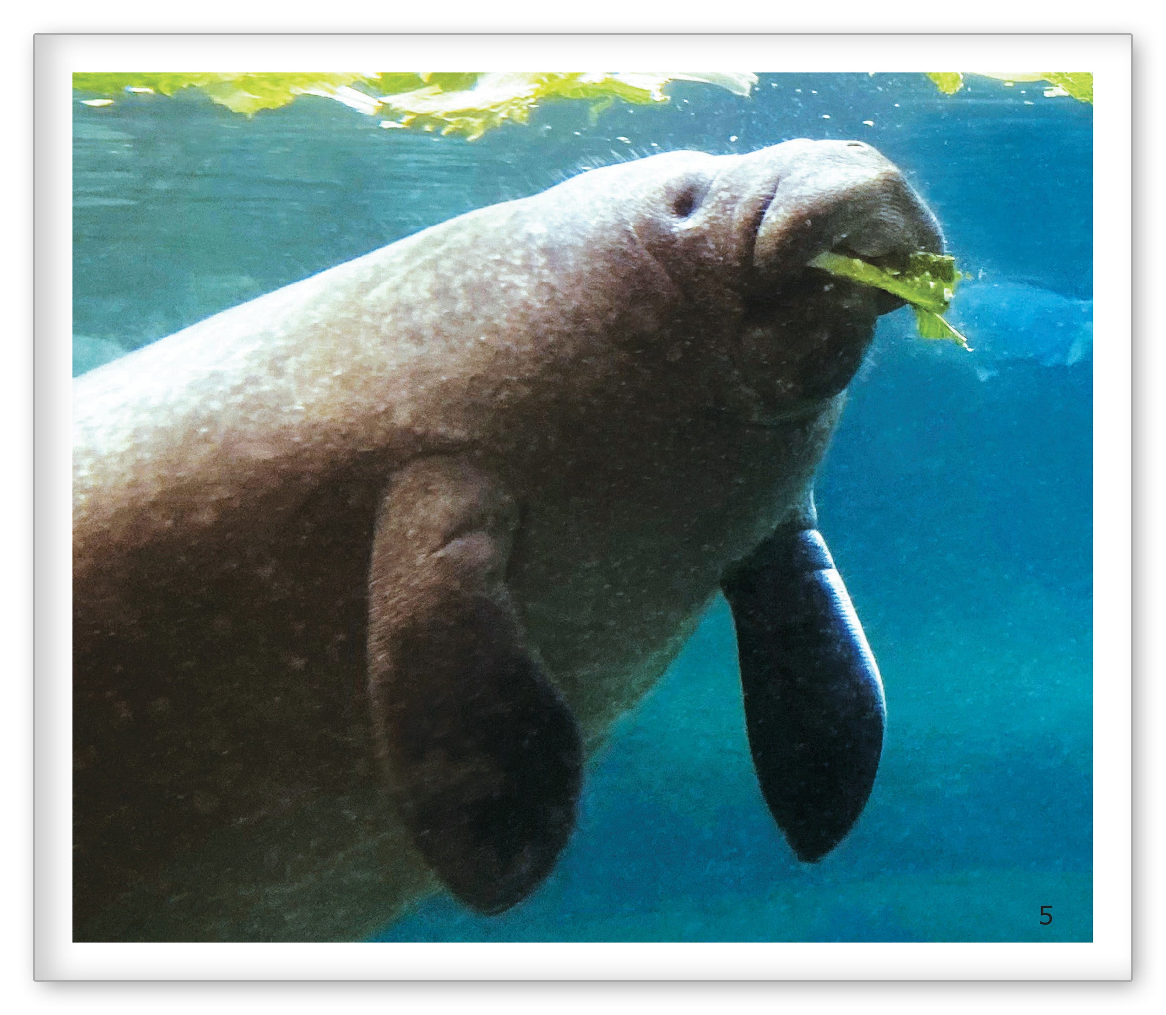 The Manatee at the Aquarium