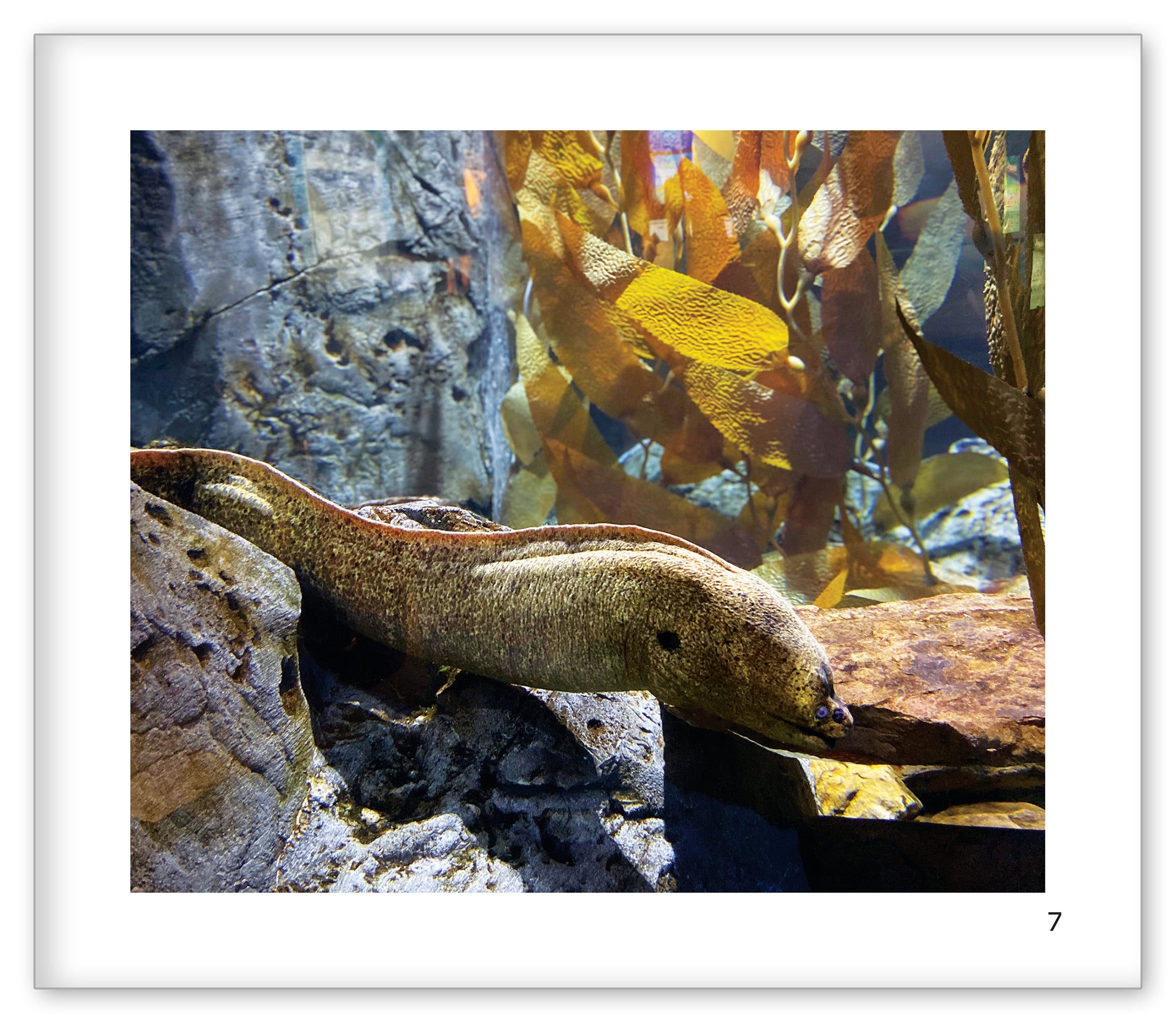 The Moray Eel at the Aquarium