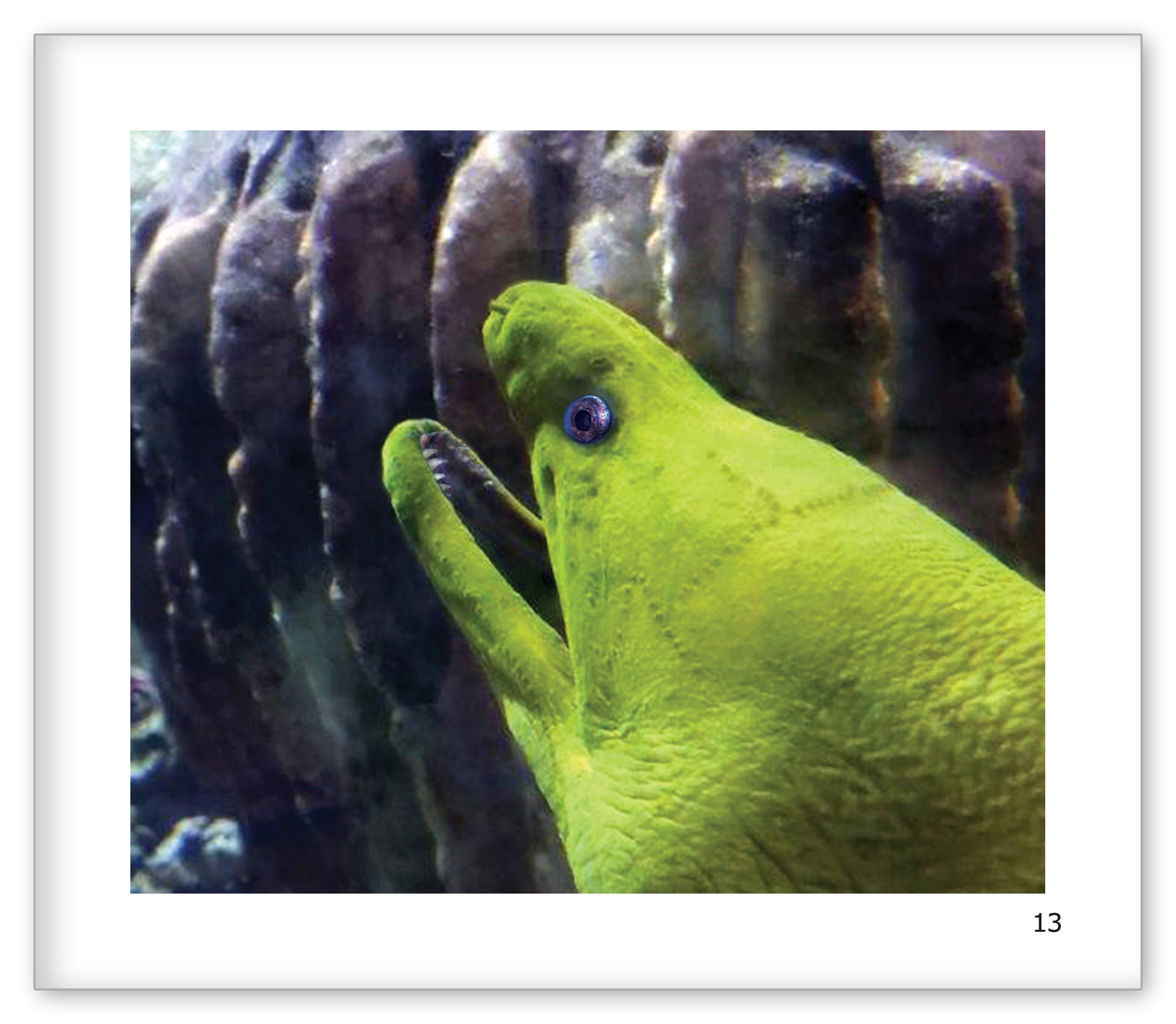 The Moray Eel at the Aquarium