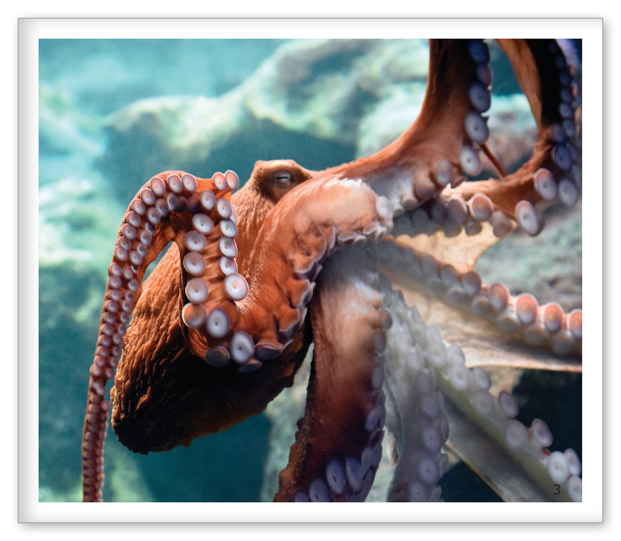 The Octopus at the Aquarium
