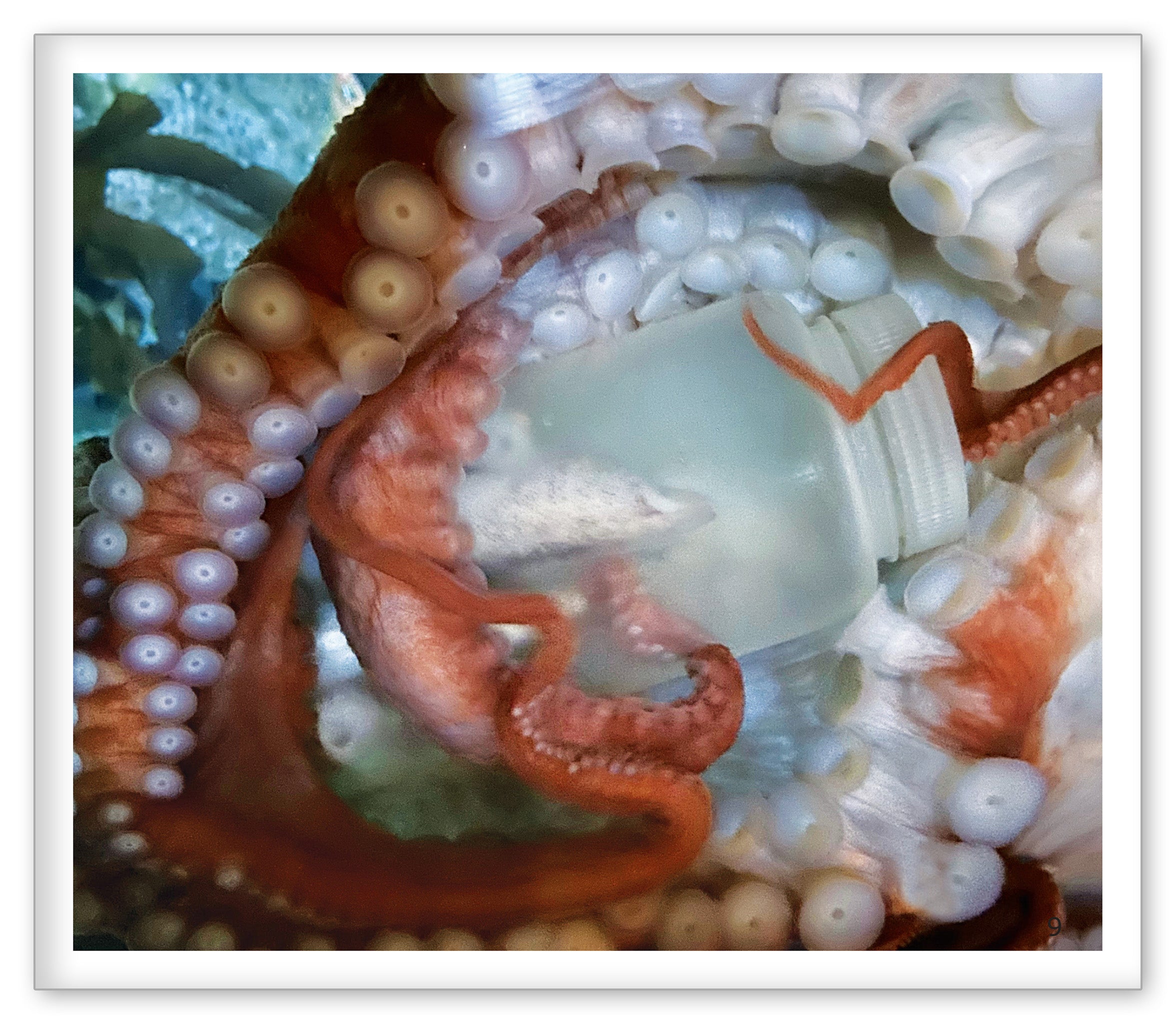The Octopus at the Aquarium