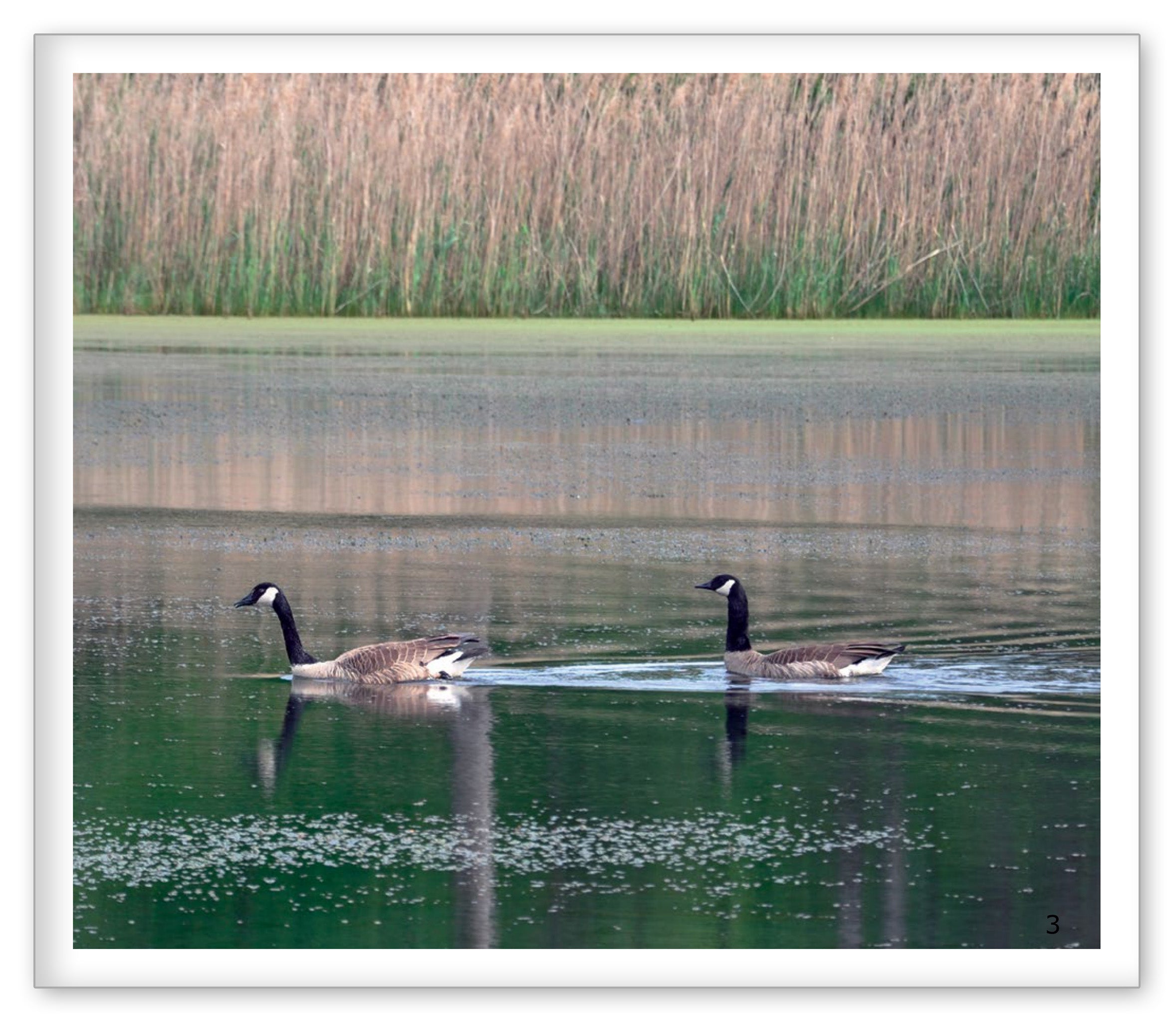 The Pond