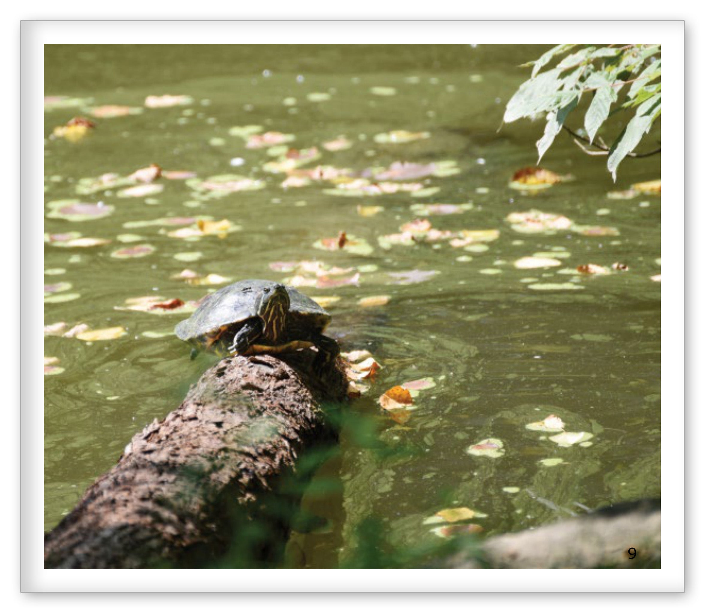 The Pond