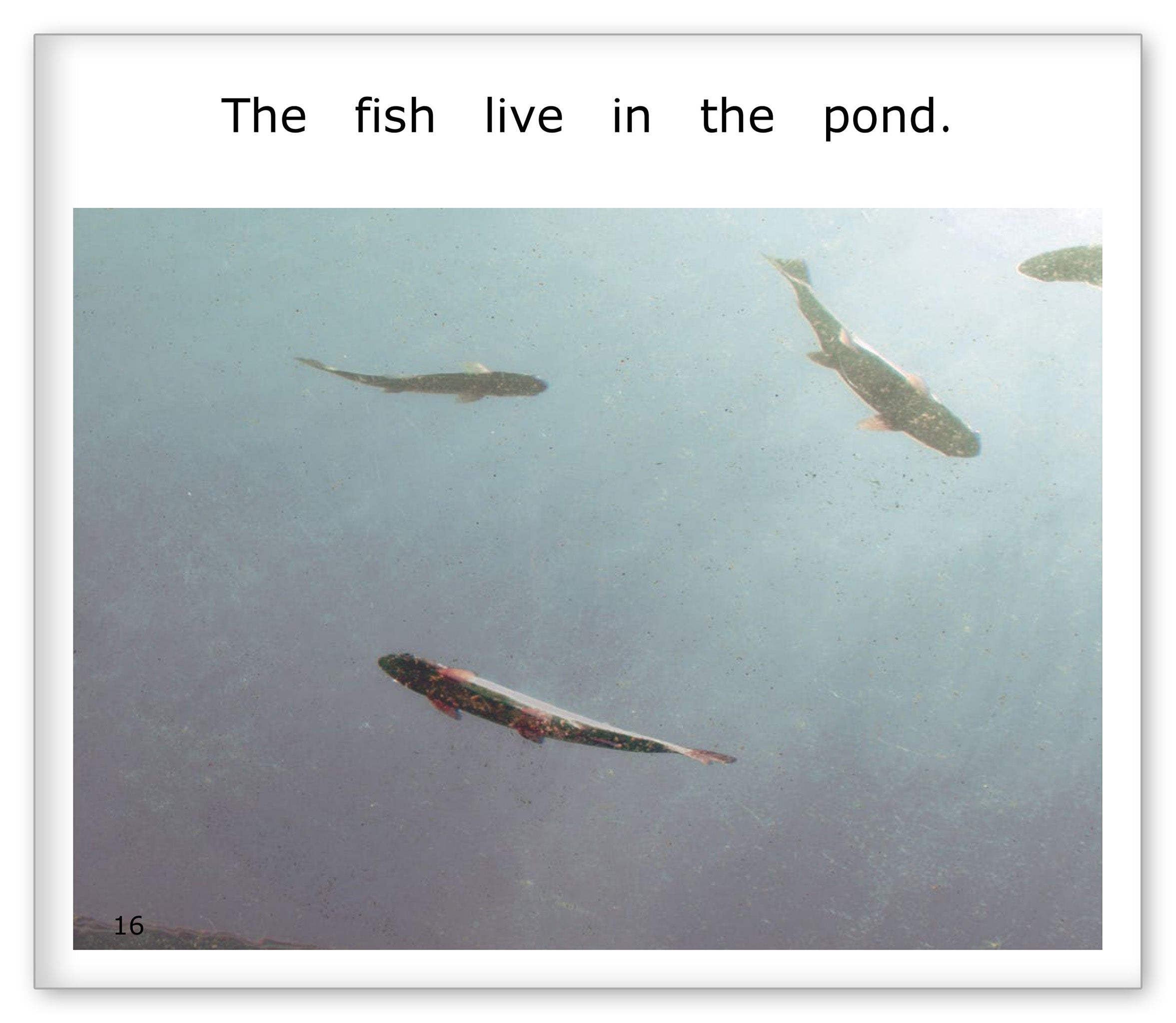 The Pond
