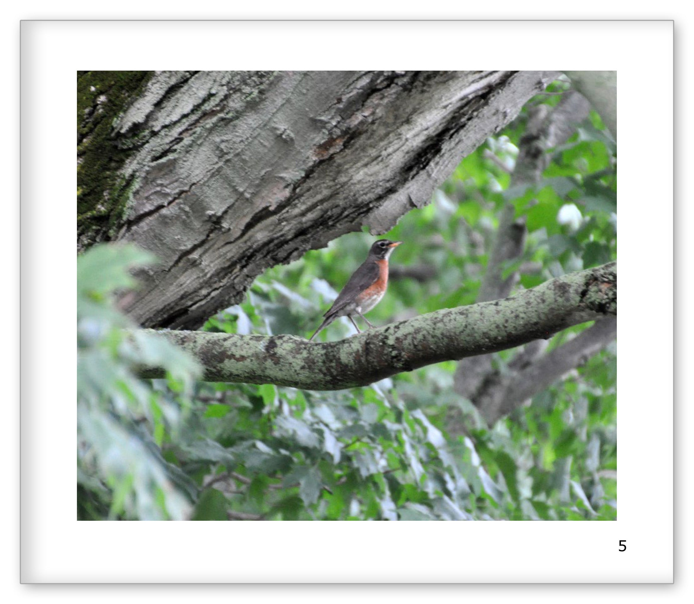 The Robins in My Yard