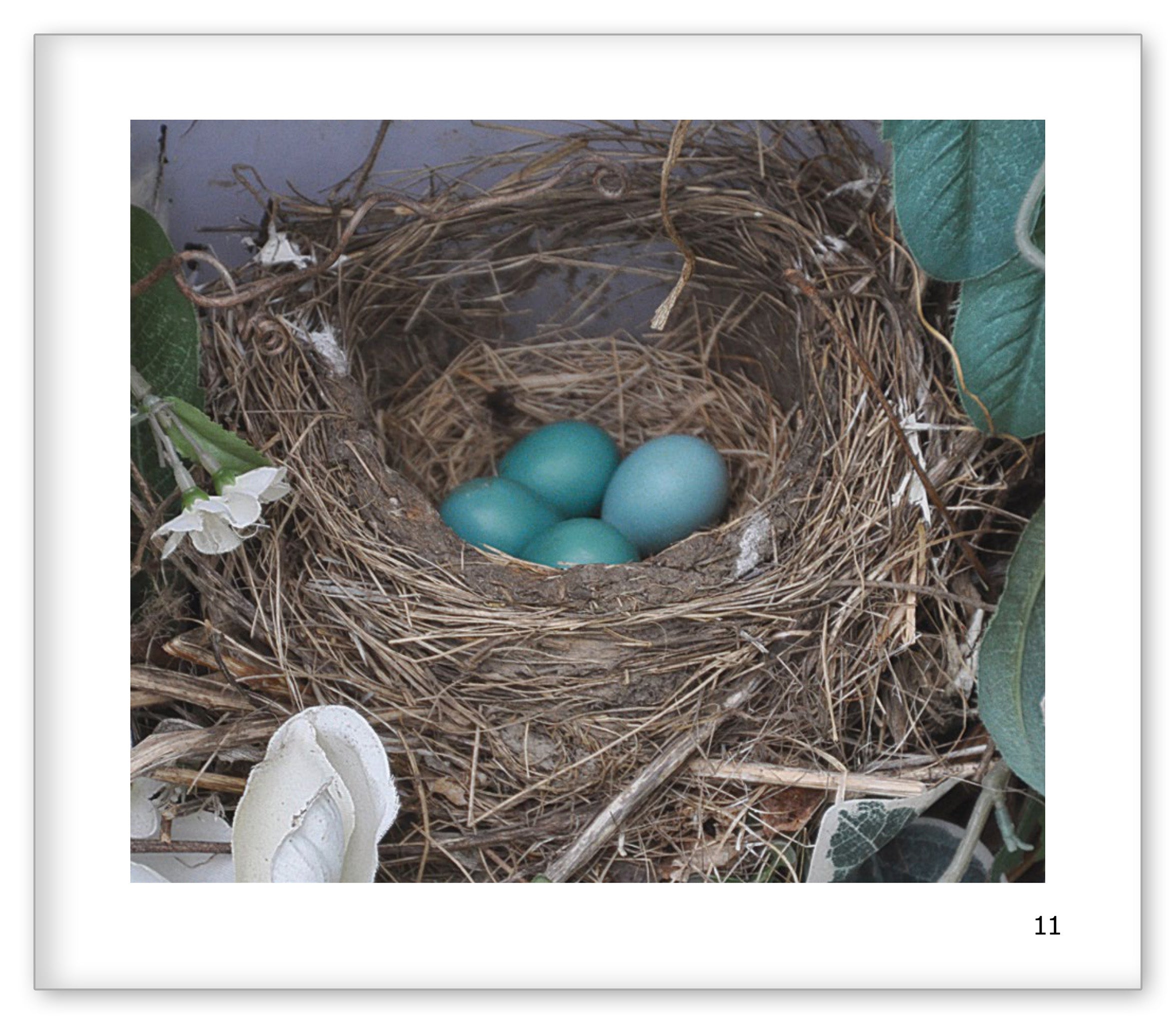 The Robins in My Yard