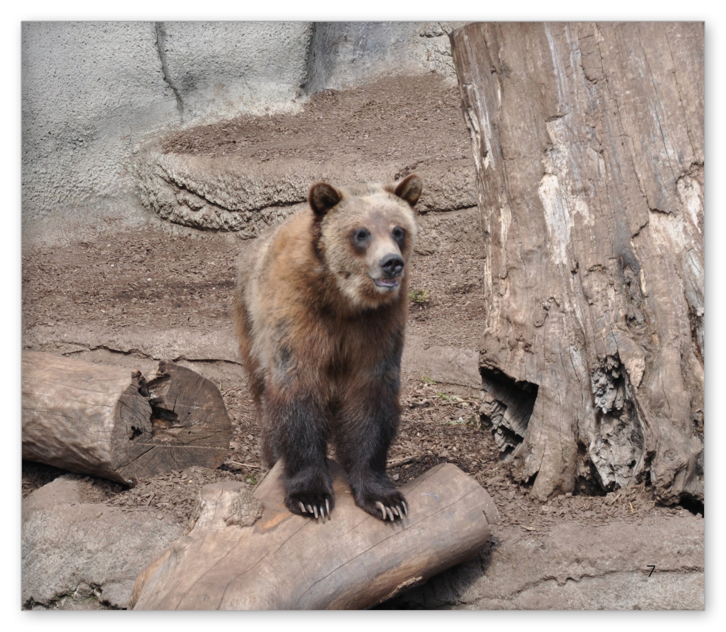 The Zoo
