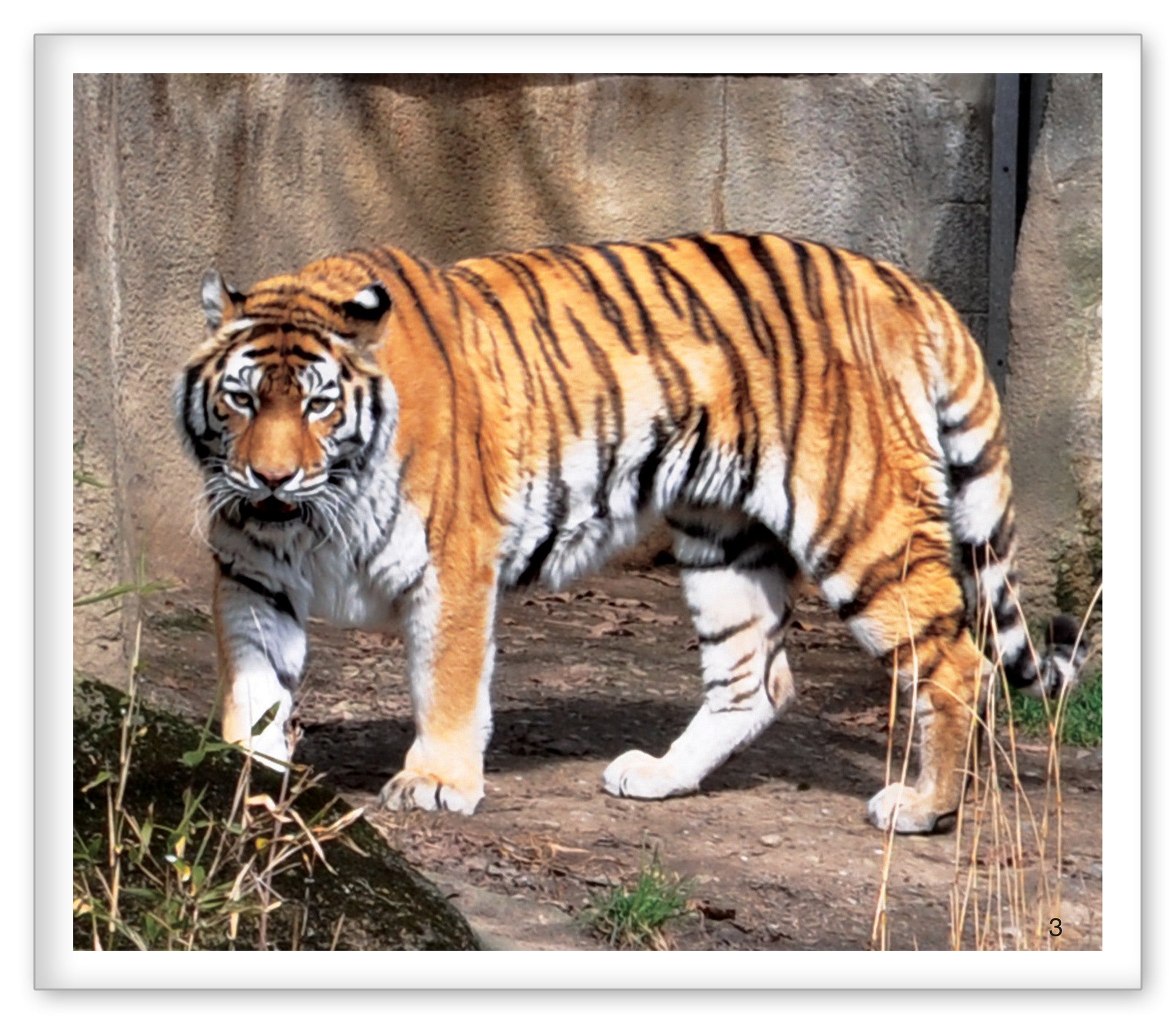Tigers at the Zoo