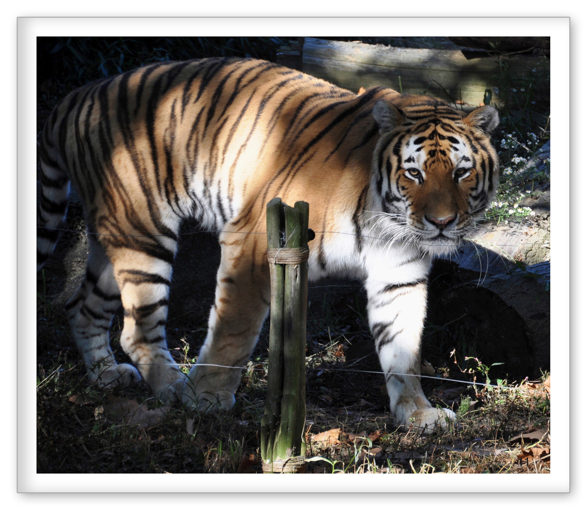 Tigers at the Zoo