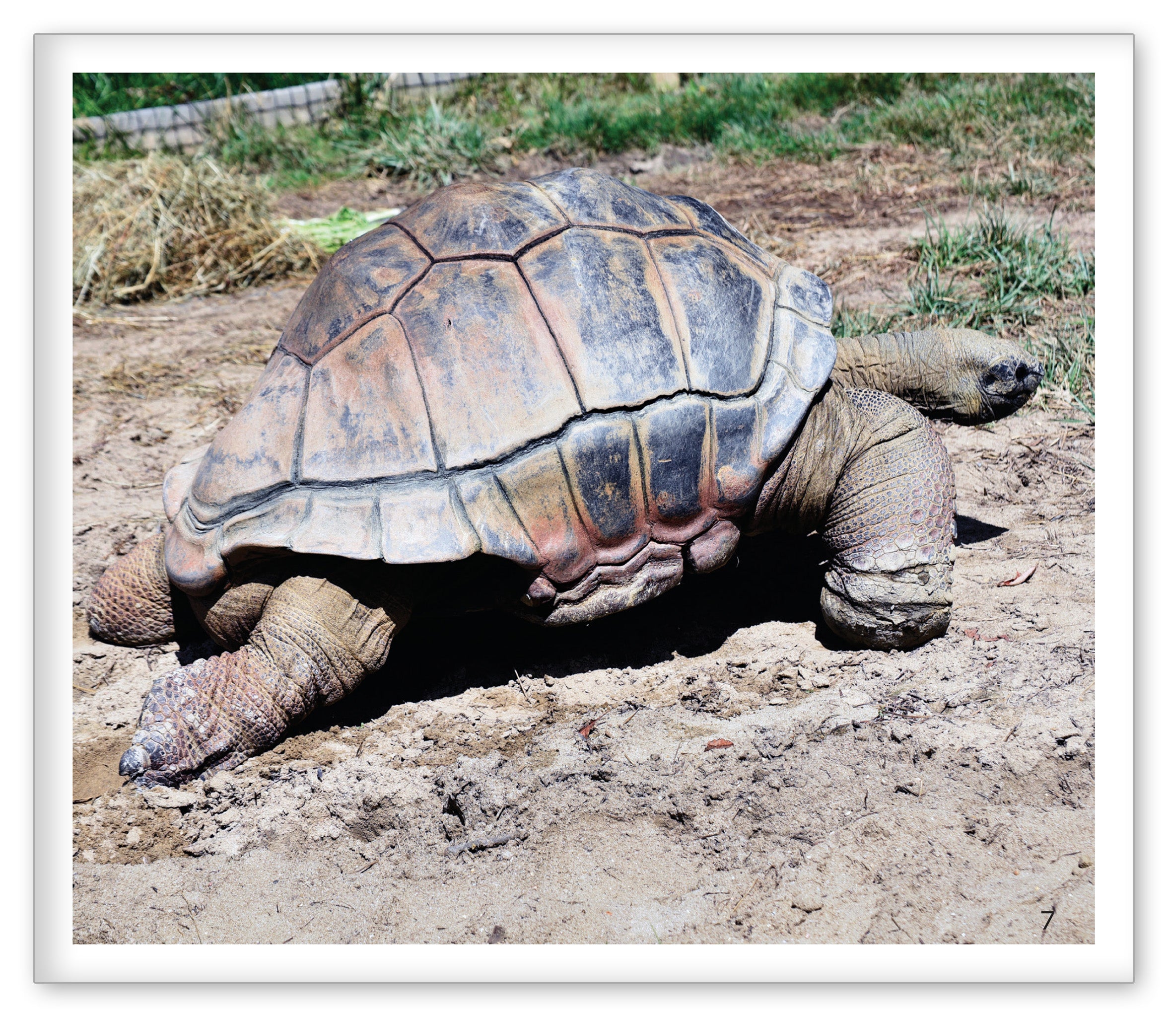 Tortoises at the Zoo