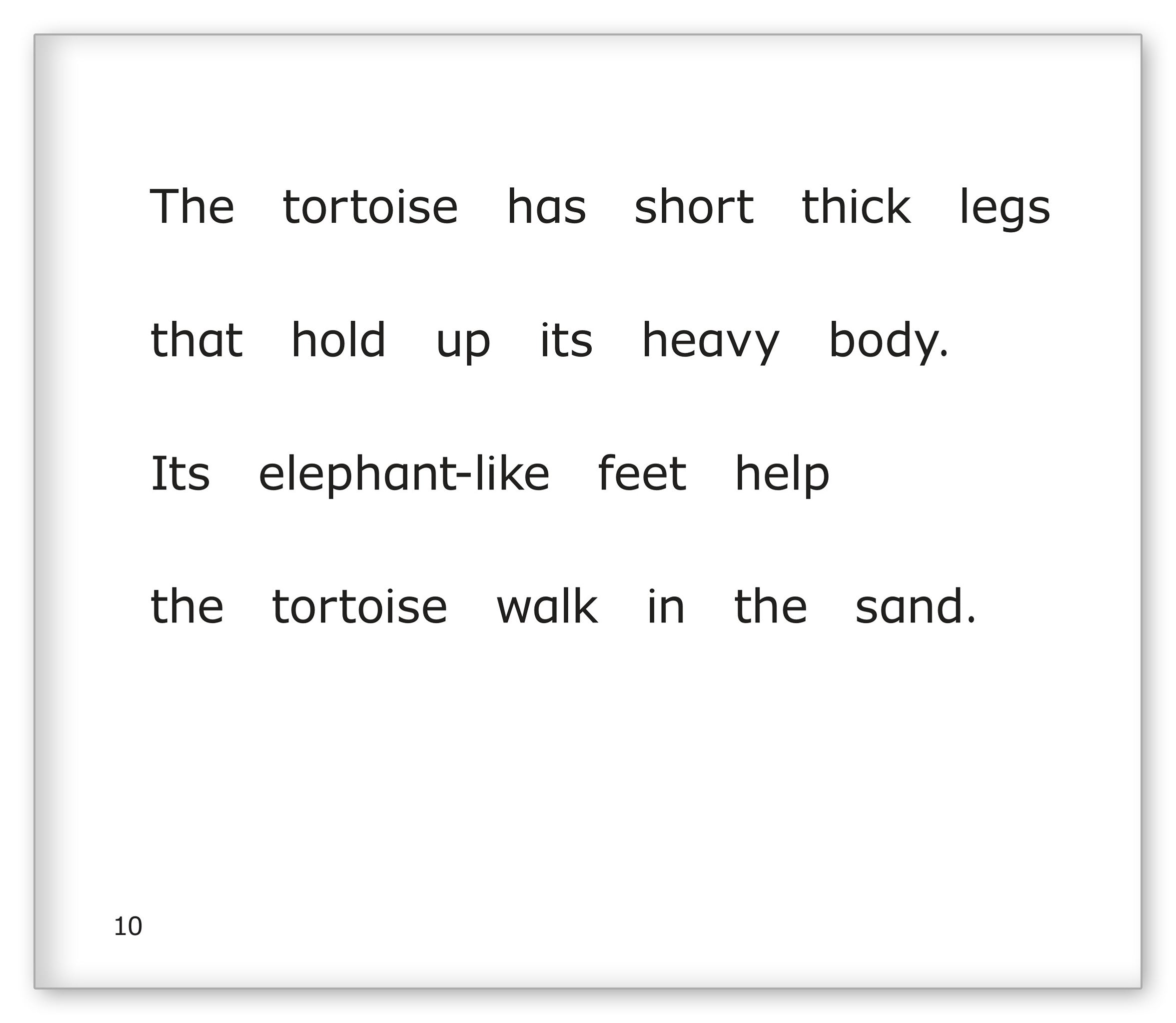 Tortoises at the Zoo