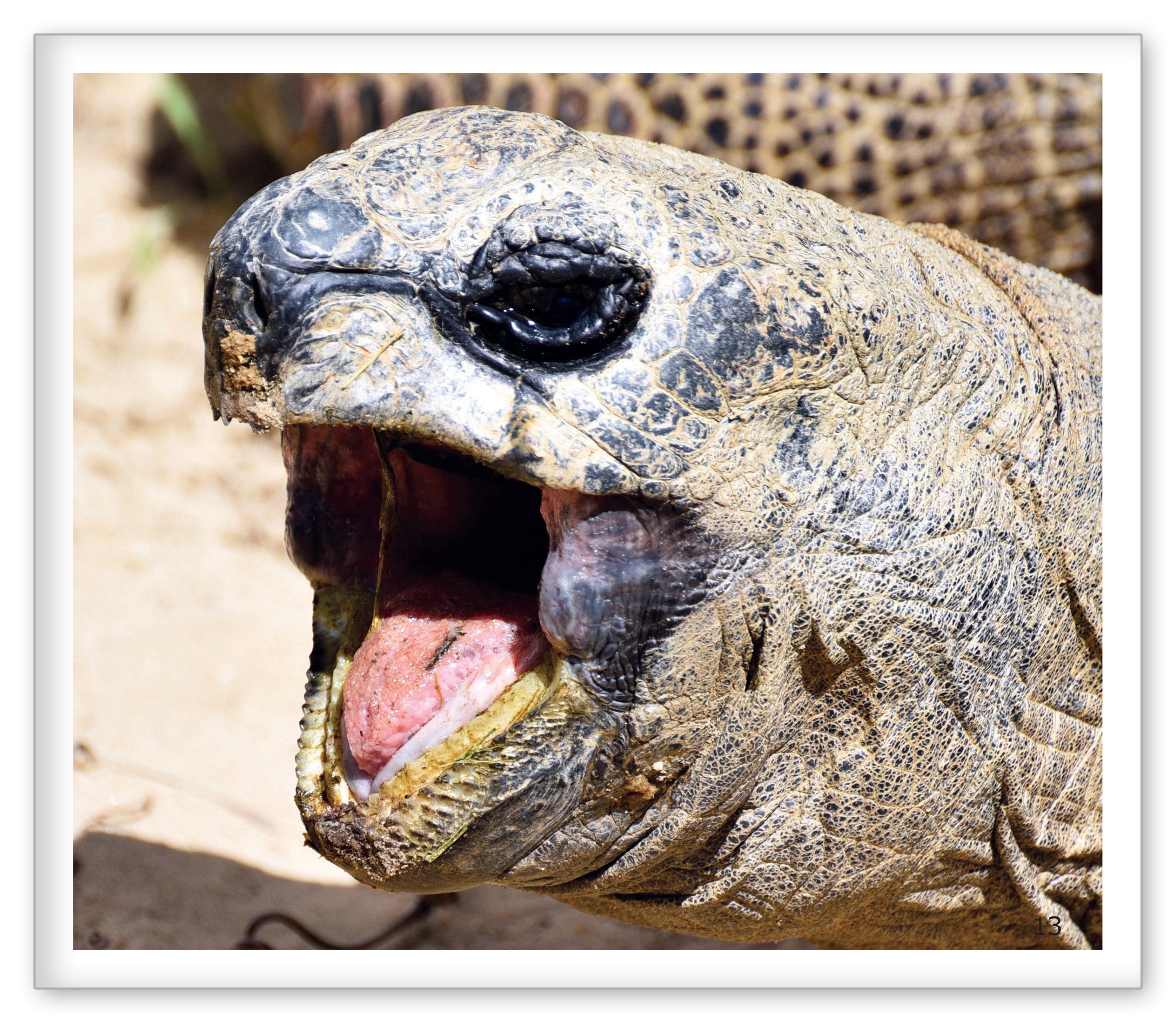 Tortoises at the Zoo