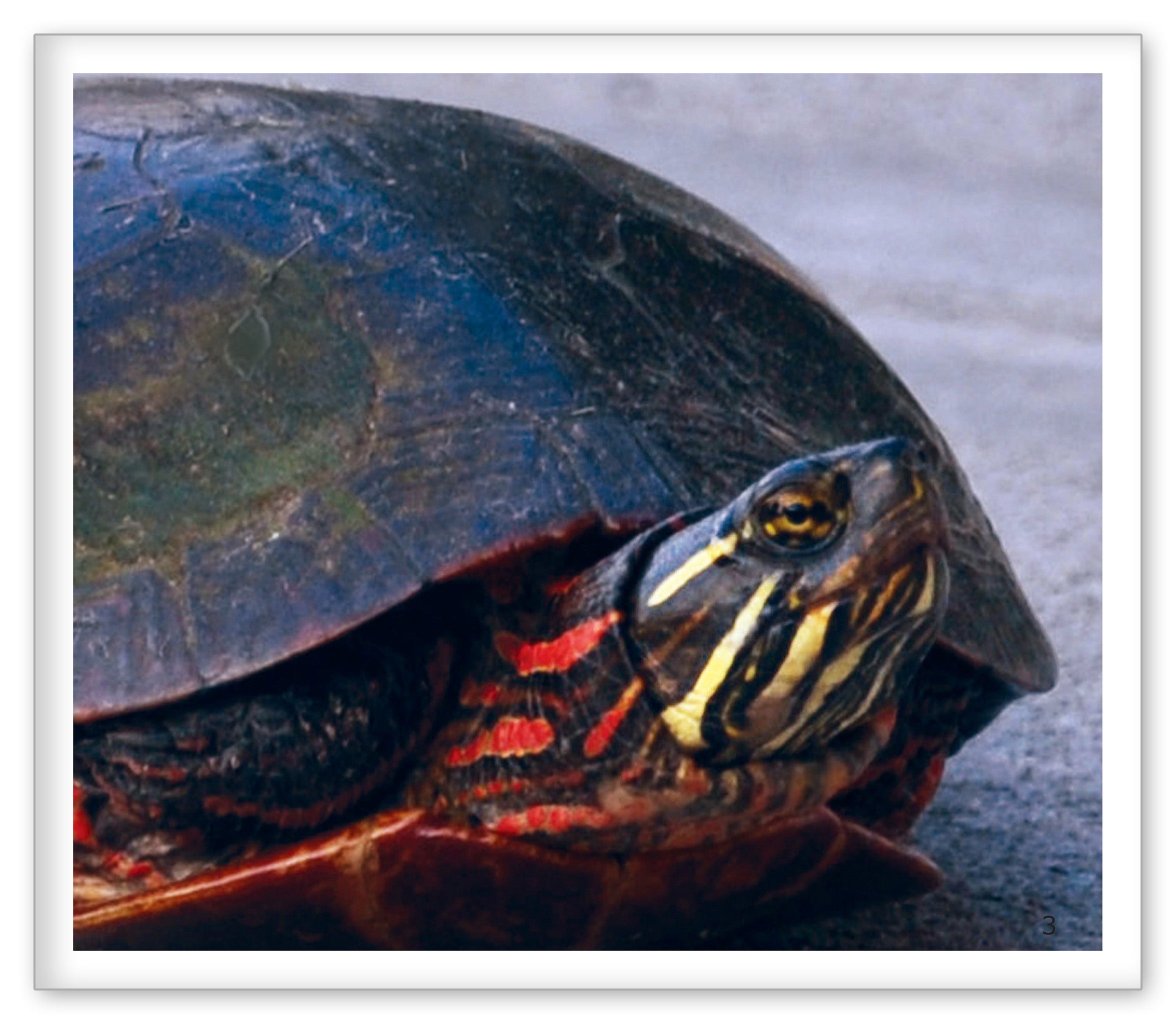Turtles Around the Pond