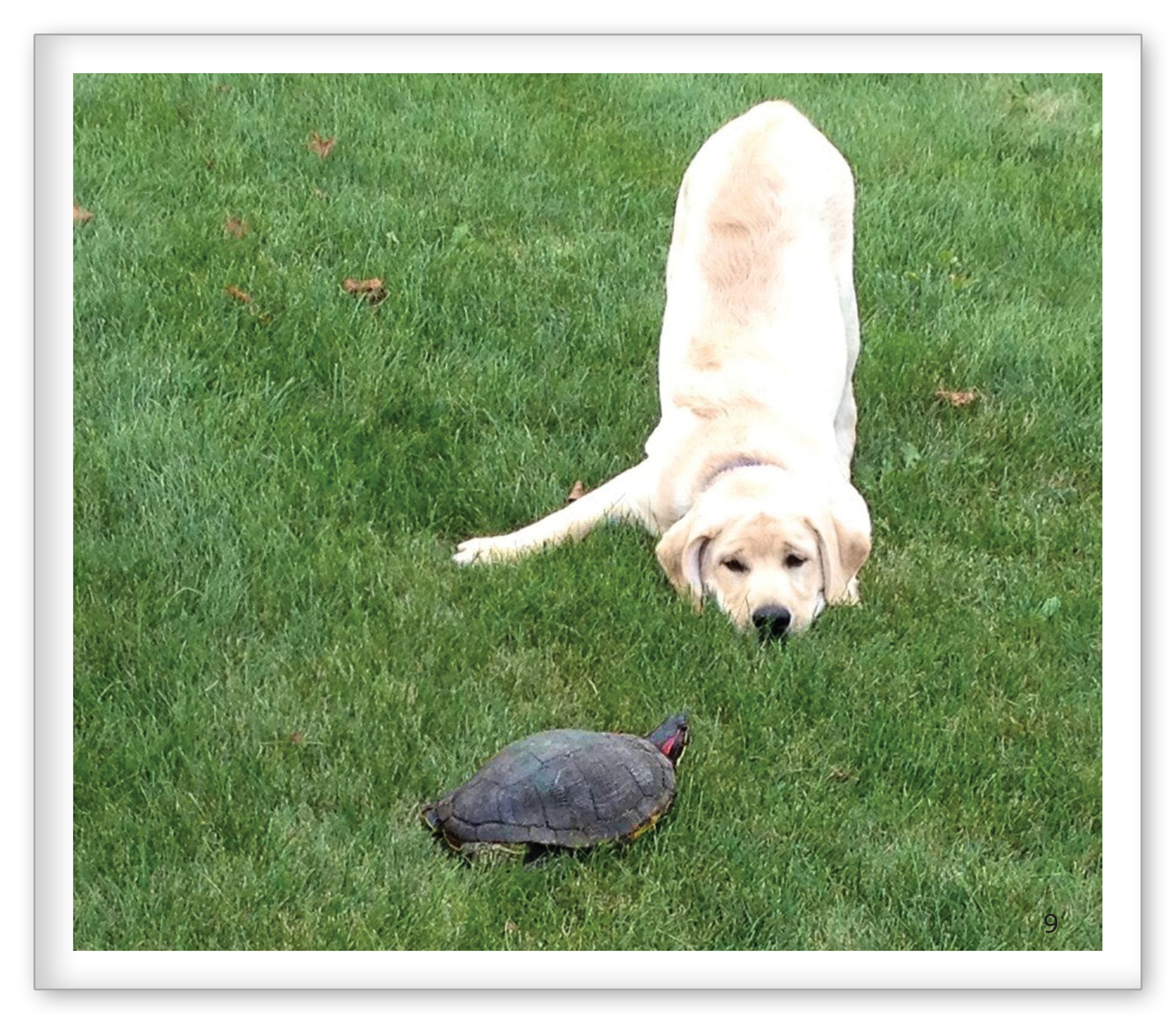 Turtles Around the Pond