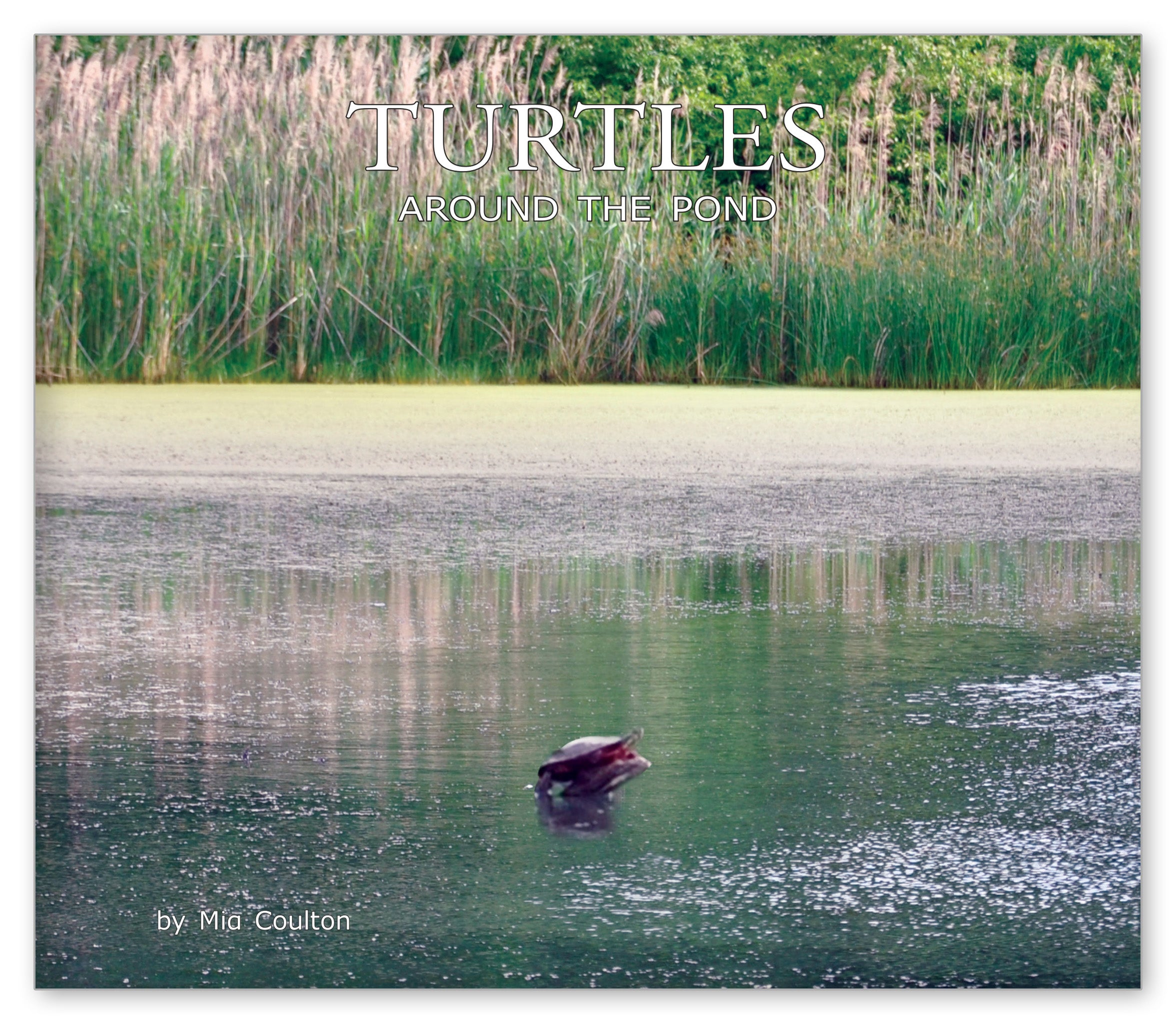 Turtles Around the Pond from Around the Pond