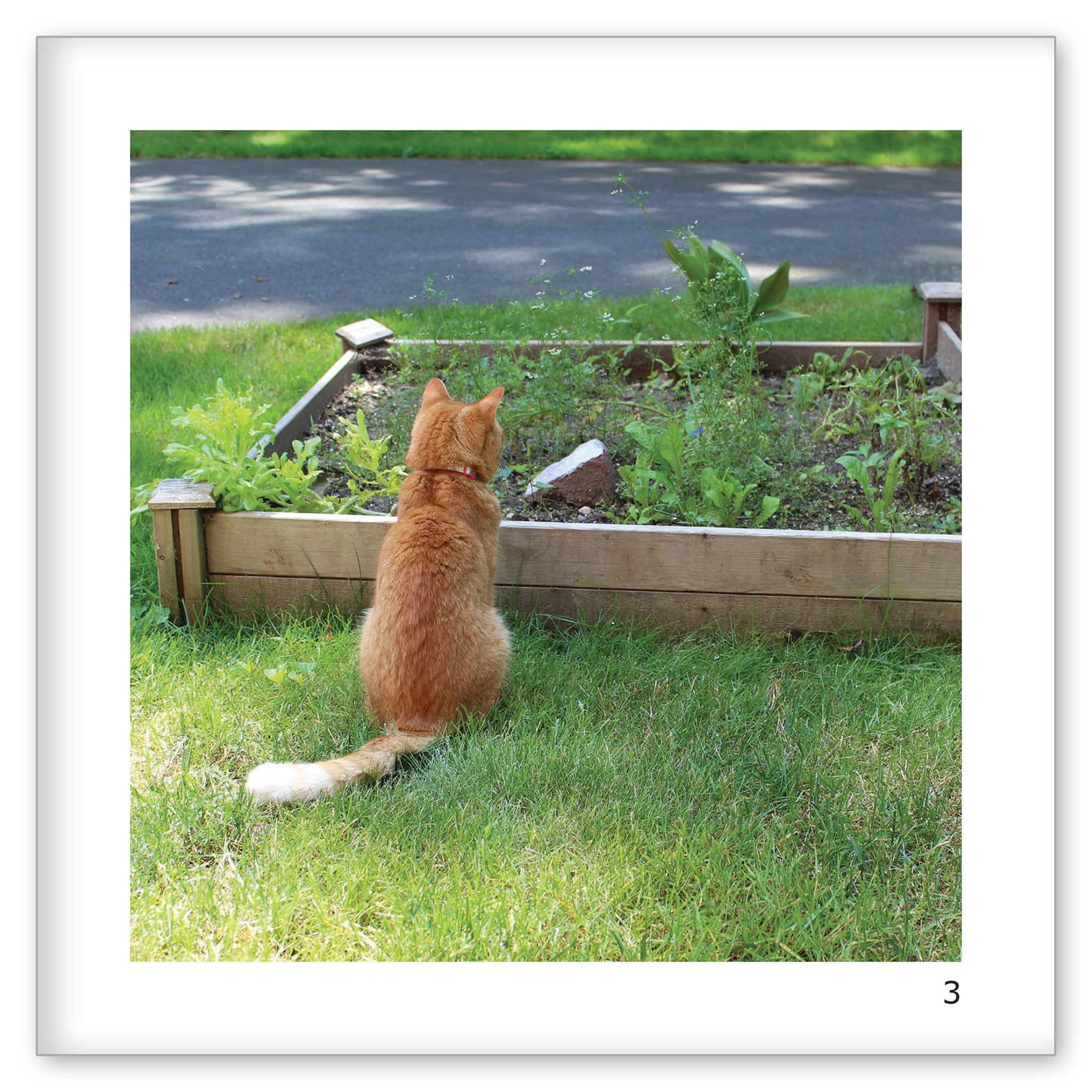 What Can Lola See?