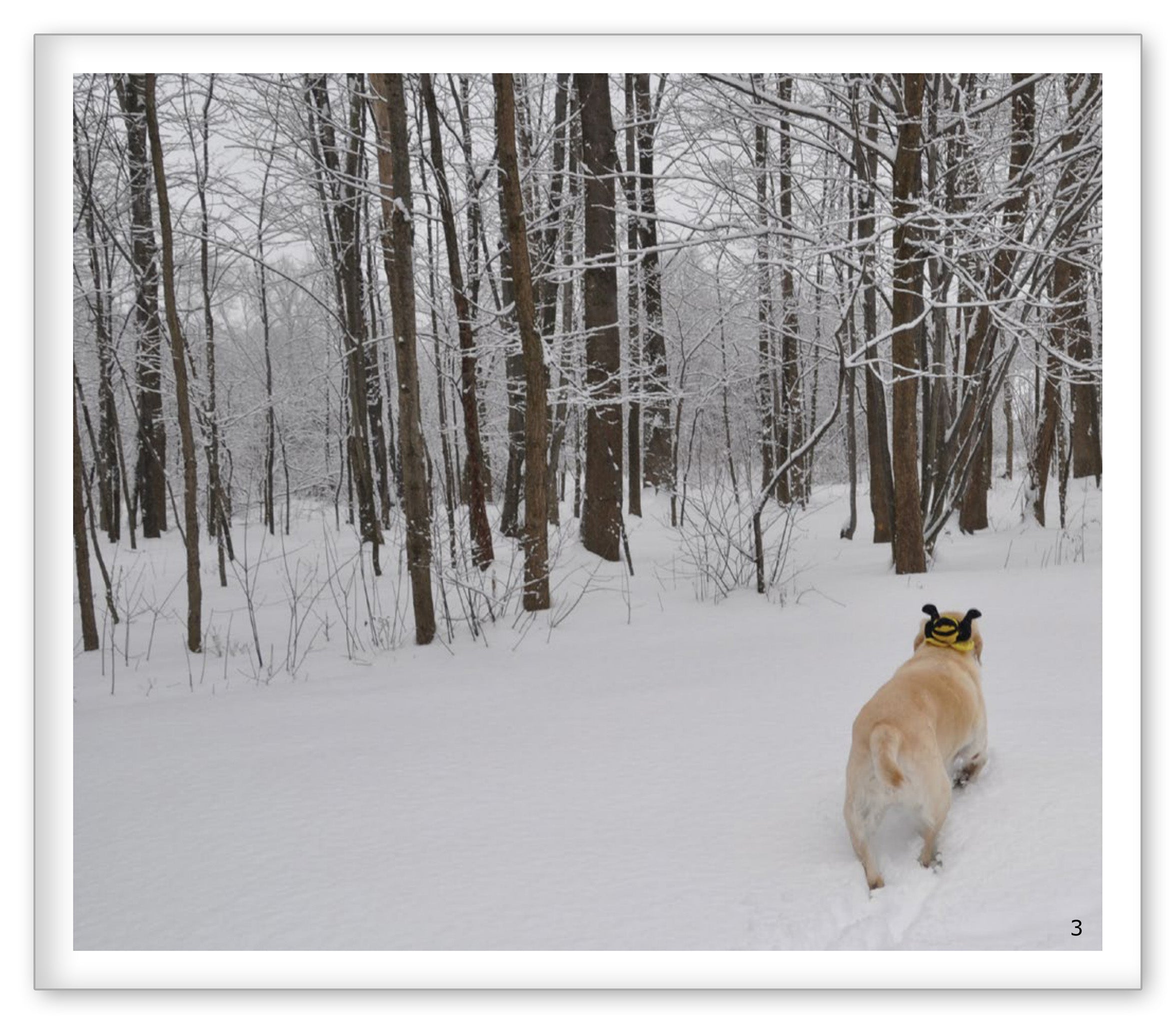 Winter in the Woods