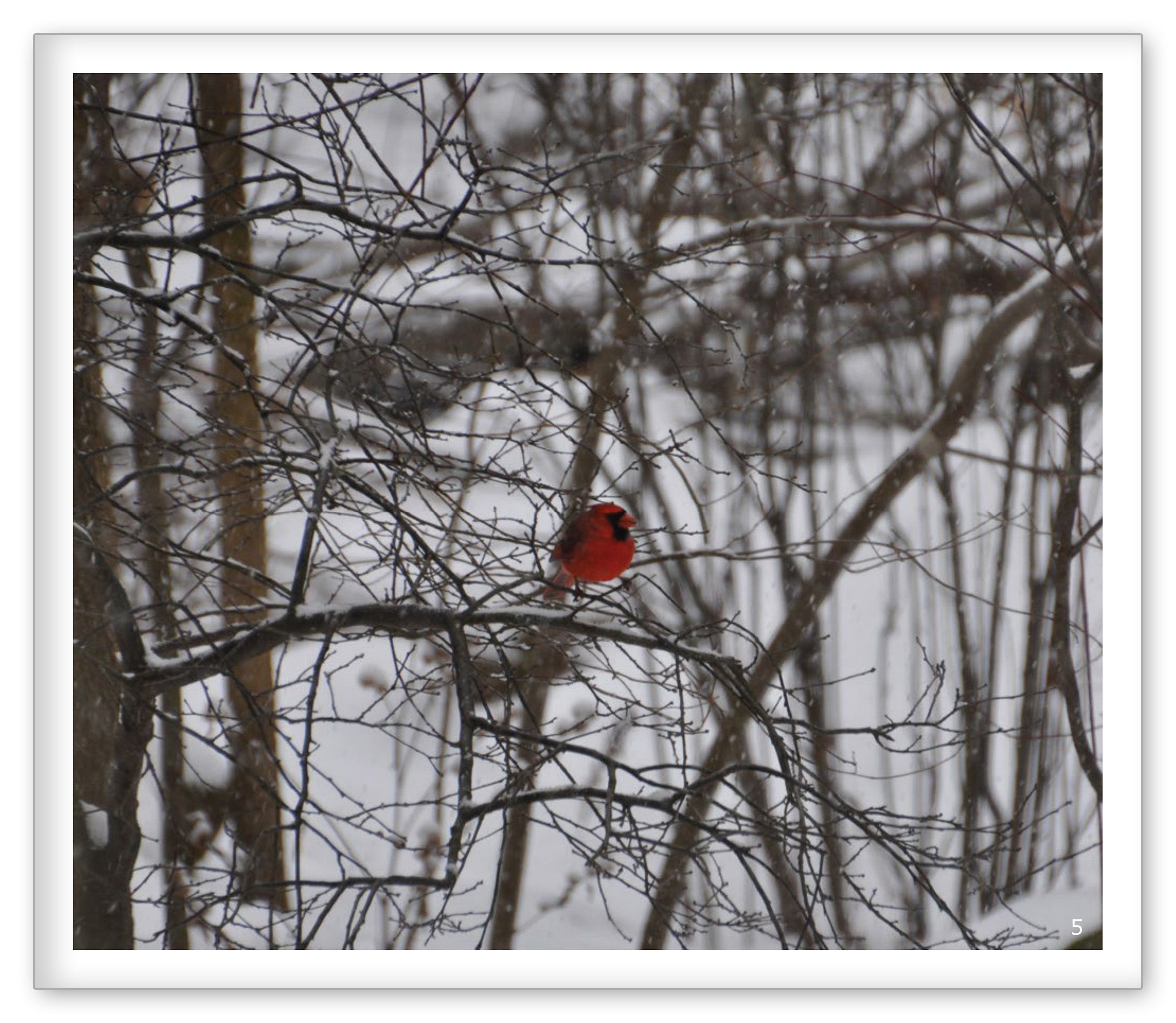 Winter in the Woods