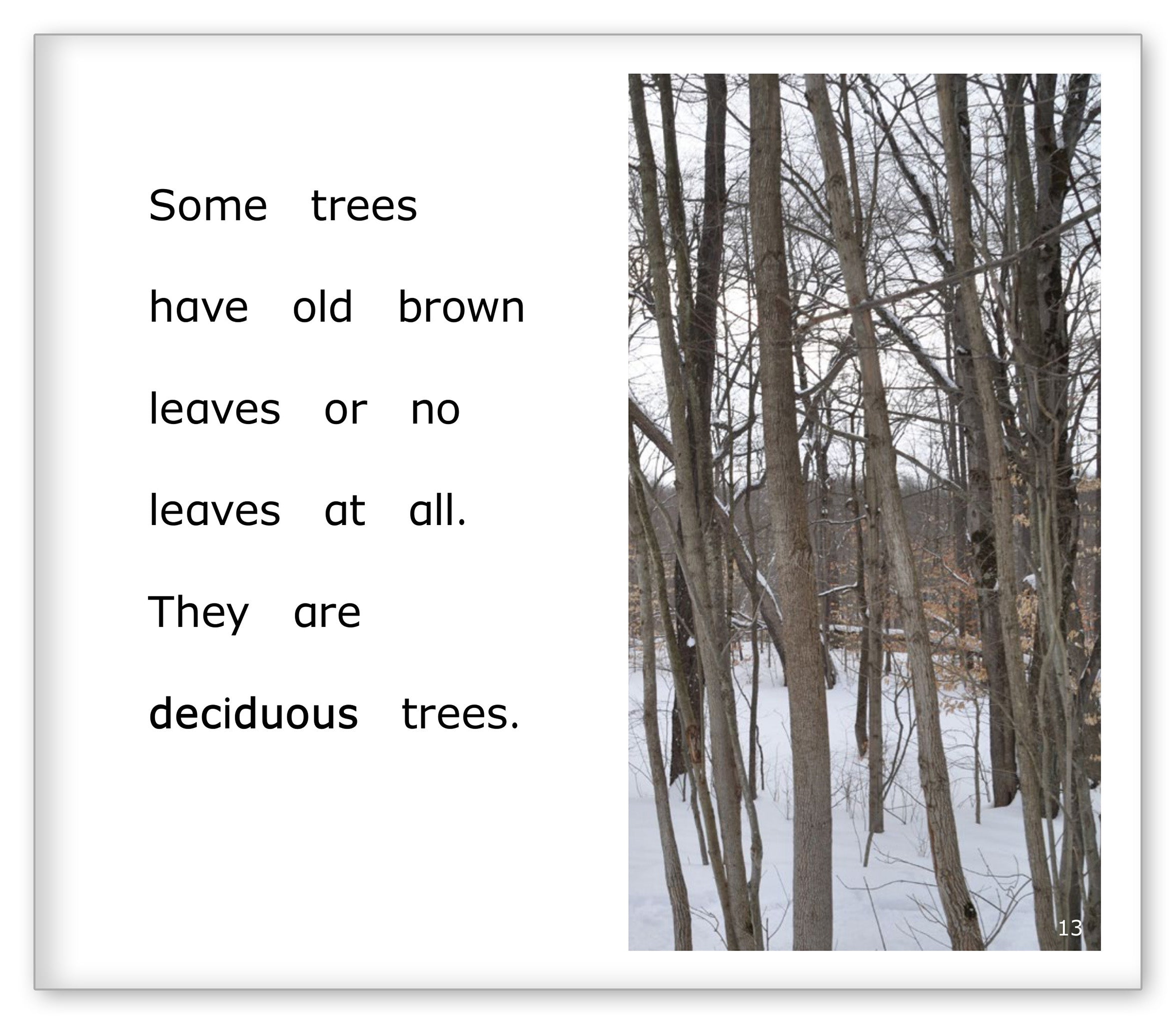 Winter in the Woods
